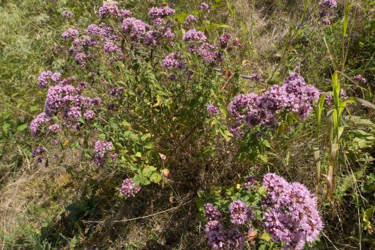 Wilder Majoran | © Oliver Wittig