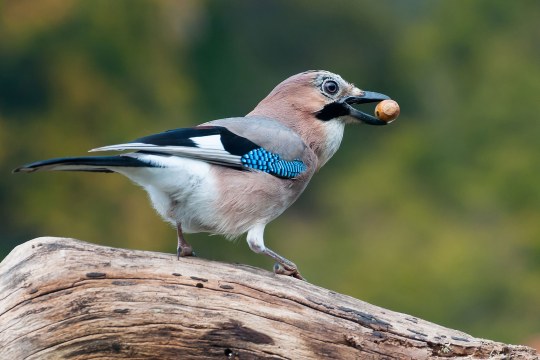 Eichelhäher von hinten auf Baumstumpf mit Eichel im Schnabel | © Harald Bauer-Söltel