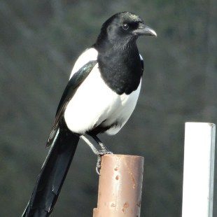 Elster auf einem Zaun | © Maria Bauer