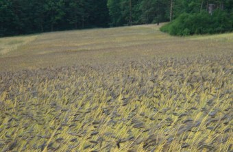 Feld voll mit der Emmerpflanze | © Bernd Raab