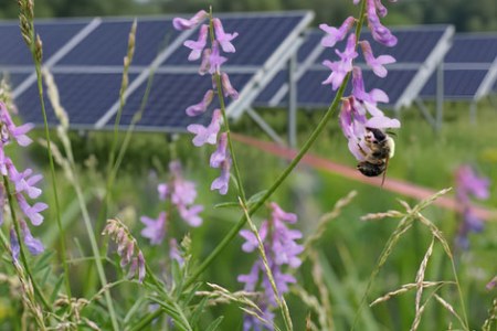 Eine Biene besucht lila Blumen vor Solarpanelen | © Tarja Richter