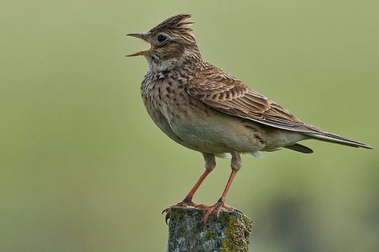 Feldlerche sitzt auf einem dünnen Baumstumpf | © Pierre Schulz