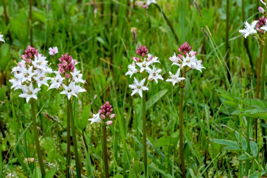 Blühender Fieberklee in einer Moorwiese | © Dr. Eberhard Pfeuffer