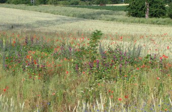 Blühflache | © Thomas Staab