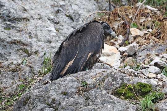 Wiggerl  |© Markus Leitner