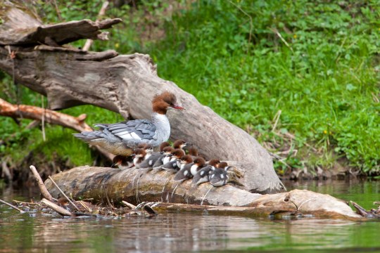 Gänsesäger mit Jungen | © Ingo Zahlheimer