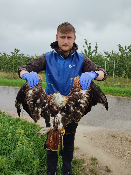 Sebastian Amler mit totem Rotmilan | © Heidi Seiß