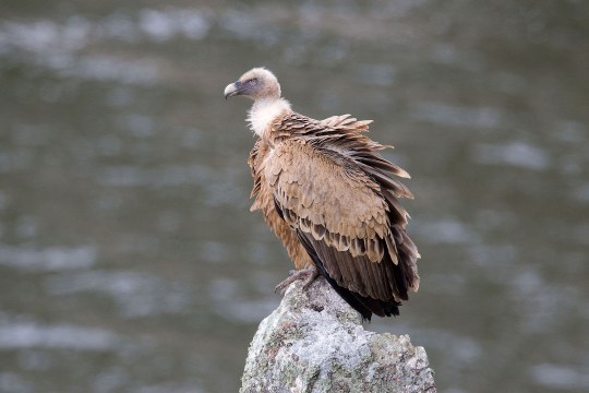 Gänsegeier sitzt auf einem Stein, im Hintergrund ein Gewässer | © Frank Derer