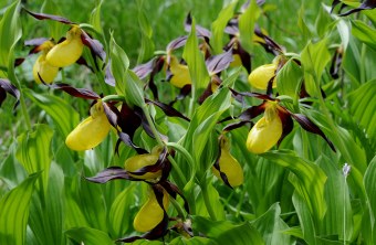 Gelber Frauenschuh | © Dr. Eberhard Pfeuffer