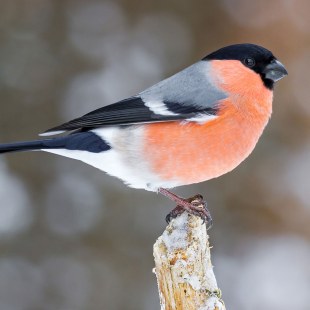 Gimpel auf einem abgebrochenen Aststumpf | © Malte Aufderlandwehr