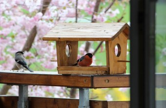 Ein Gimpelpärchen sitzt auf einem Balkon im Futterhaus | © Nicola Riedel