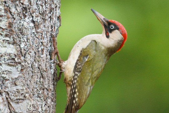 Grünspecht hängt vertikal an einem Baum | © Rosl Rößner
