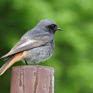Hausrotschwanz-Aufnahme von hinten | ©  Maria Bauer