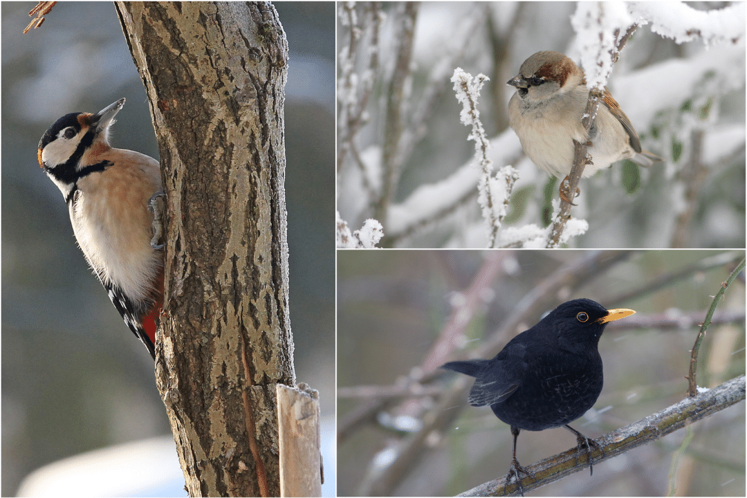 Buntspecht, Haussperling, Amsel | © Claudia Becher, Tunka Zdenek, Hartl Andreas