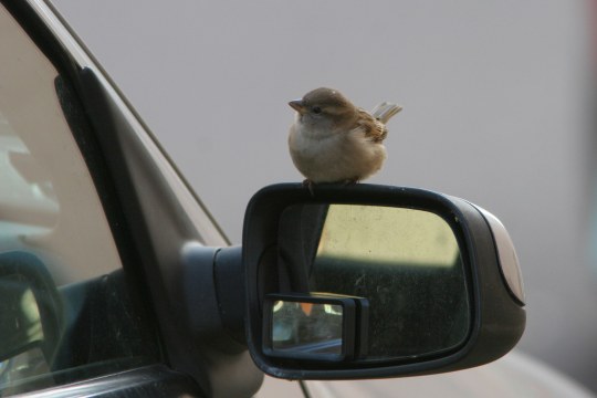Haussperling sitzt auf einem Seitenspiegel eines Autos | @ Zdenek Tunka