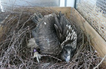 Junger Bartgeier mit Ring im Nest im Tiergarten Nürnberg | © Jörg Beckmann