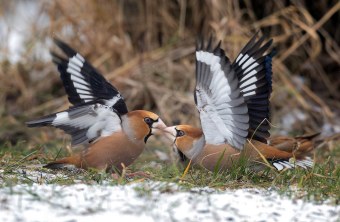 Kernbeißer - Gewinnerfoto 2017 | © Hubertus Born