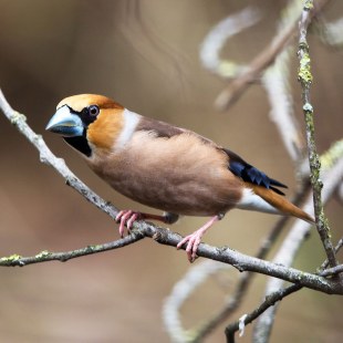 Kernbeißer sitzt auf einem dünnen Ast und schaut neugierig nach links | © Andreas Hartl