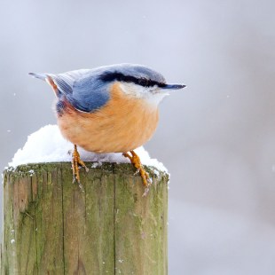 Kleiber auf einem Pfahl, der eine Schneehaube hat | © Matthias Gröner