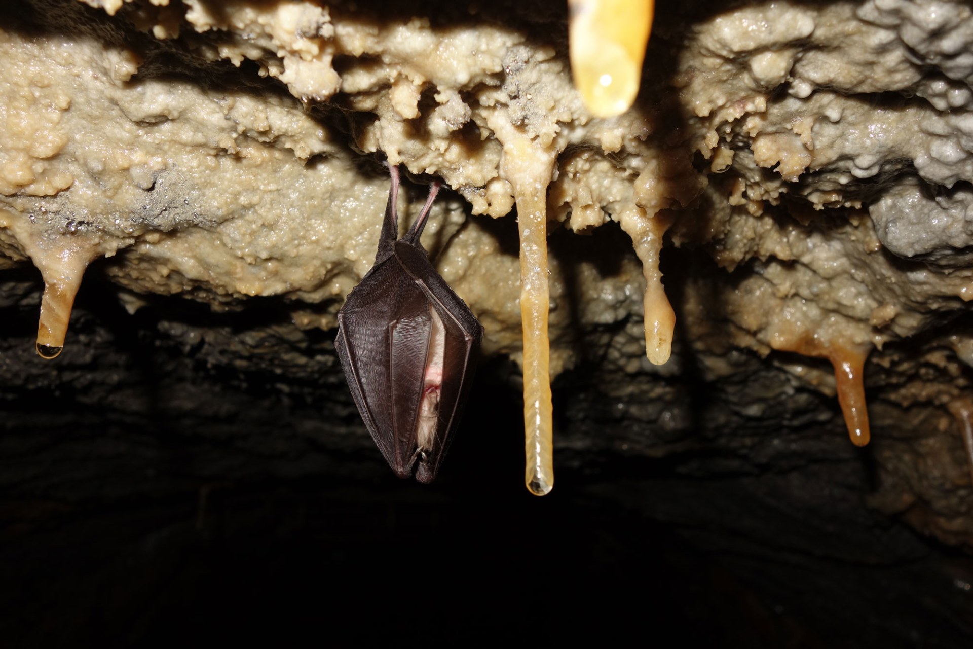 Kleine Hufeisennase | © Dr. Andreas Zahn