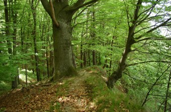LBV-Schutzgebiet Wälder der Isarleite bei Niederaichbach | © Eva Schubert