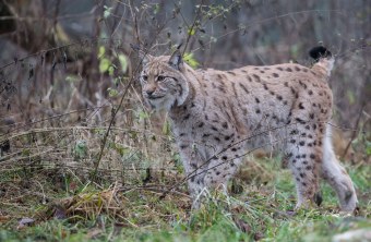 Luchs | © Ralph Sturm