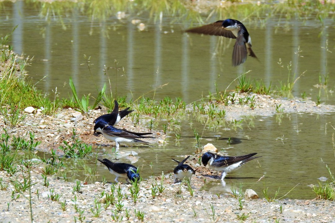 Sechs Mehlschwalben sammeln am Ufer einer Wasserstelle Lehm | © Tino Dietrich