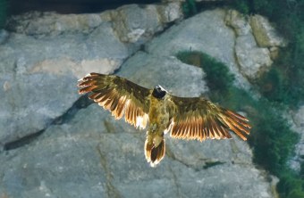 Nepomuk in der Halsgrube am 22.06.25 | © Christian Steiger