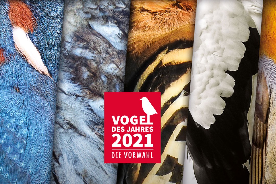 Plakat Vorwahl Vogel des Jahres