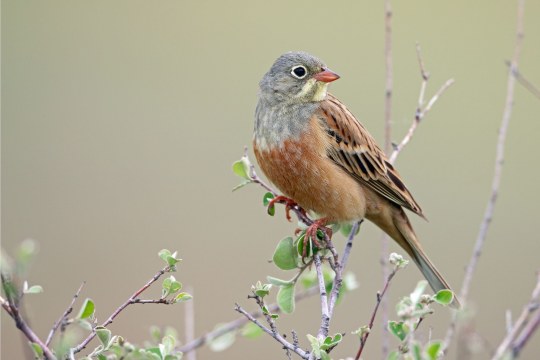 Ortolan auf Zweig | ©  Frank Derer