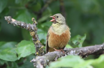 Ortolan sitzt singend auf einem stärkeren Ast | © H.-J. Fünfstück
