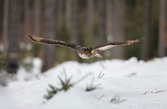 Uhu fliegt über Schneelandschaft | © Marcus Bosch