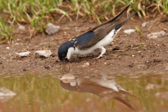 Mehlschwalbe im Lehm | © Rosl Rößner
