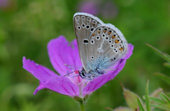 Storchschnabel mit Bläuling | © Eberhard Pfeuffer