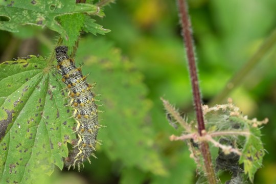 Raupe Admiral | © Oliver Wittig
