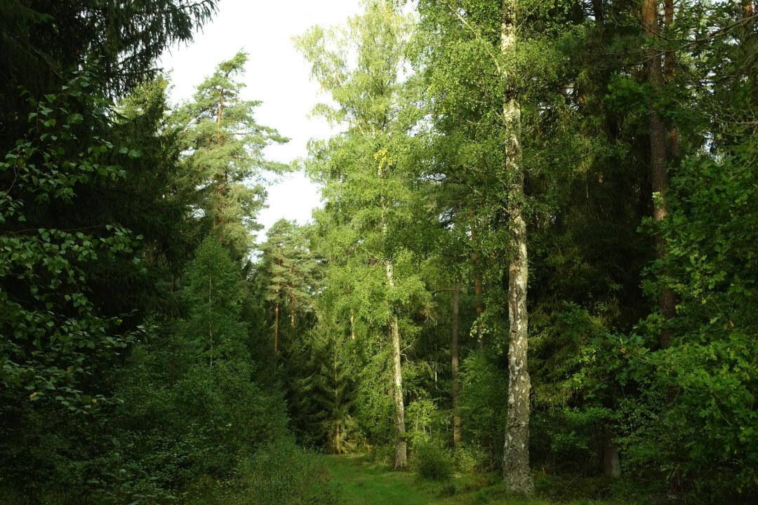 Wald | © Christian Stierstorfer