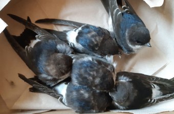 Mehlschwalben in der LBV-Auffangstation Regenstauf | © Ferdinand Baer