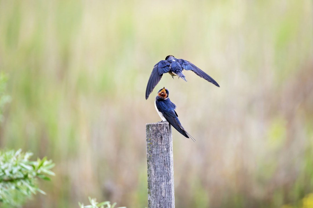 Eine Rauchschwalbe sitzt auf einem Pfeiler und schreit eine andere an, die gerade geflogen kommt | © Petra Adam