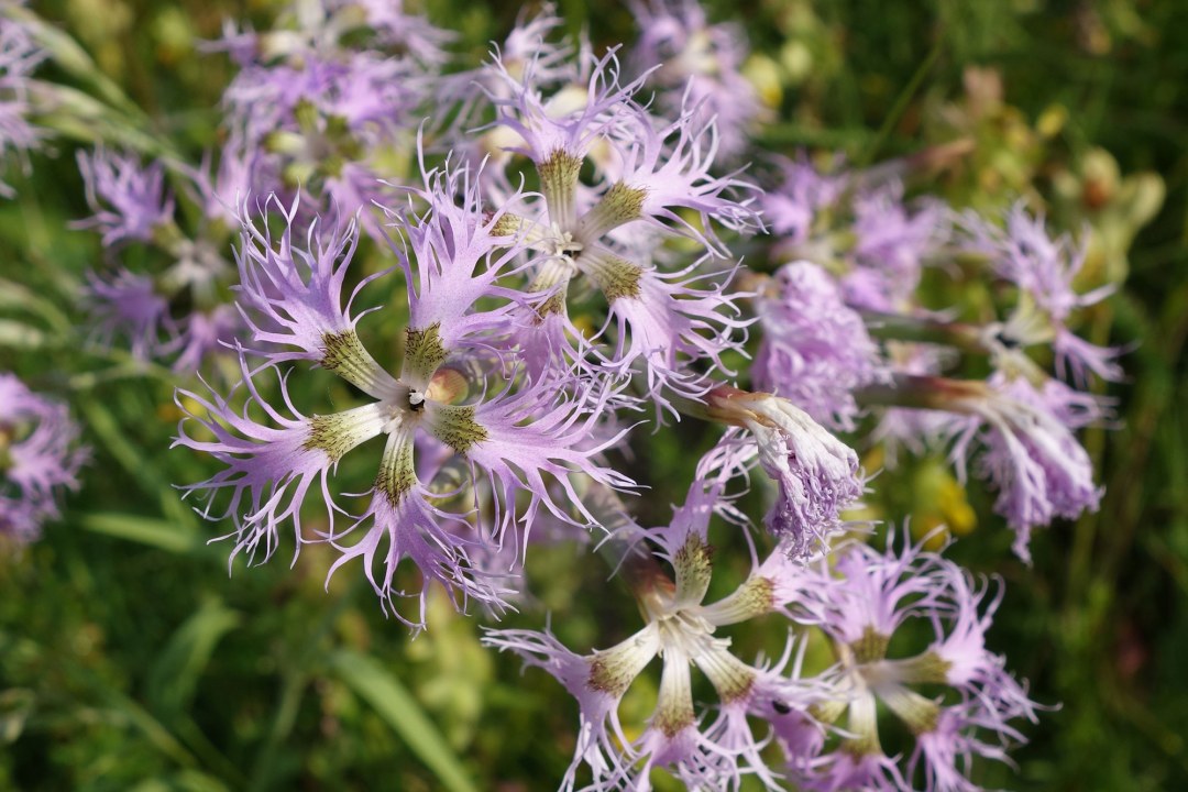 Prachtnelke | © Bernd Raab