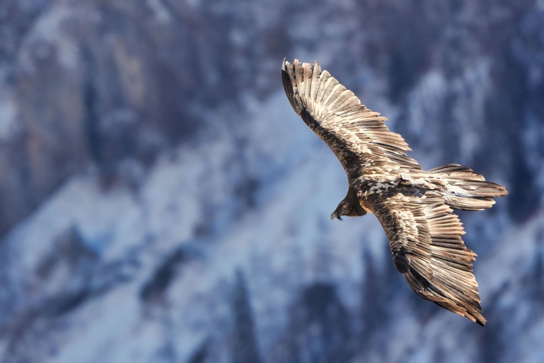 Nepomuk am Jenner | © Christian Steiger