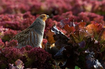 Rebhuhn mit Atemwölkchen im Salatfeld | © Rosl Rößner