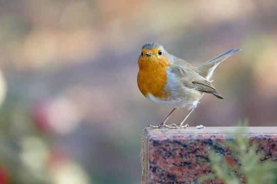 Rotkehlchen auf Grabstein | © Nicole Friedrich