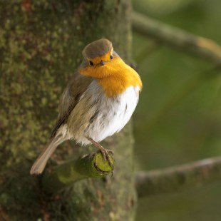 Rotkehlchen | © Janine Brauneins