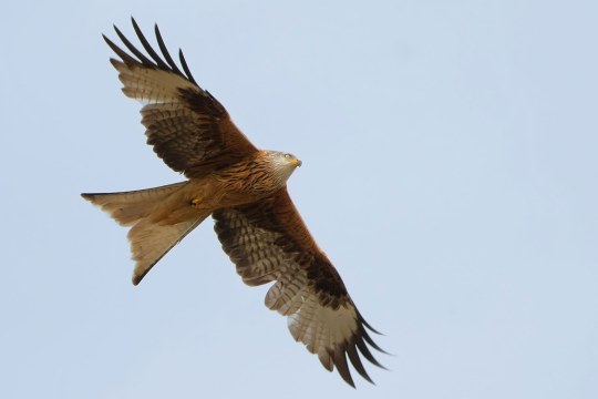 Rotmilan auf Beuteschau am Himmel | © Markus Gläßel