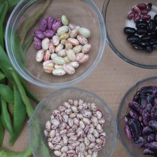 Schulgarten-Wettbewerb 2016 Grundschule Schnaittach Bohnen2 | © Grundschule Schnaittach