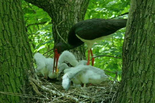 Adulter Schwarzstorch mit drei Jungen im Dunenkleid im Schwarzstorchhorst | © Zdenek Tunka