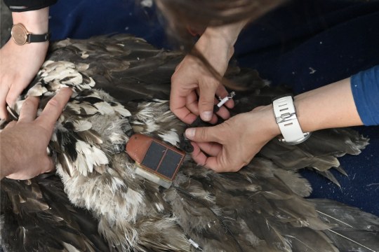 Sender wird an Bartgeier angebracht | © Hansruedi Weyrich