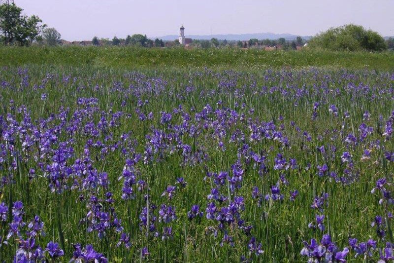 Sibirische Schwertlilie am Ammersee | © Christian Niederbichler