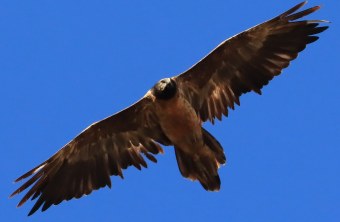 Sisi im Oktober 2025 | © ML.U-Ulliel