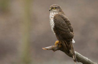 Sperber sitzt auf einem abgebrochenen Ast | © Rosl Rößner